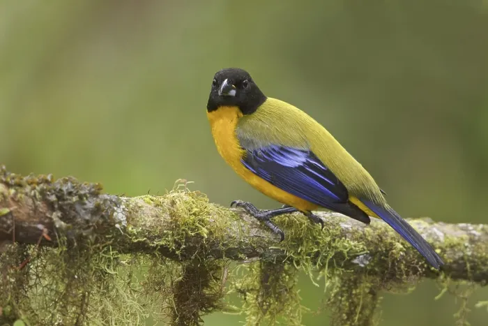 Framed Print : Black-chinned Mountain Tanager (Anisognathus notabilis) Framed Print : Black-chinned Mountain Tanager (Anisognathus notabilis)