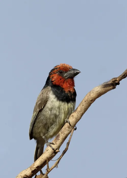 Framed Print : Black-collared Barbet (Lybius torquatus) adult Framed Print : Black-collared Barbet (Lybius torquatus) adult