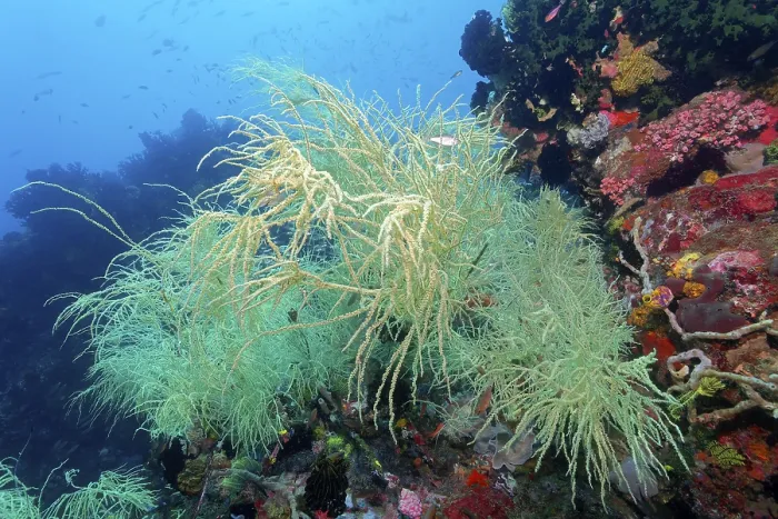 Framed Print : Black coral with yellow polyps (antipates) on coral reef