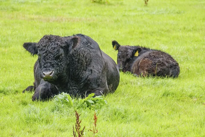 Framed Print : Black cow with calf lying on lush green pasture Framed Print : Black cow with calf lying on lush green pasture