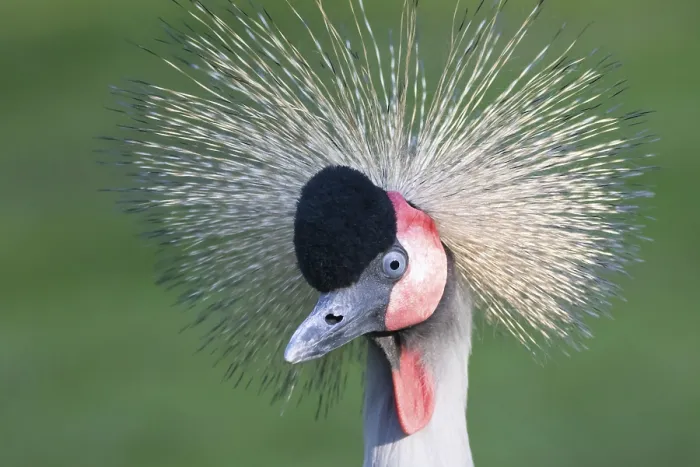 Framed Print : Black crowned crane (Balearica pavonina)