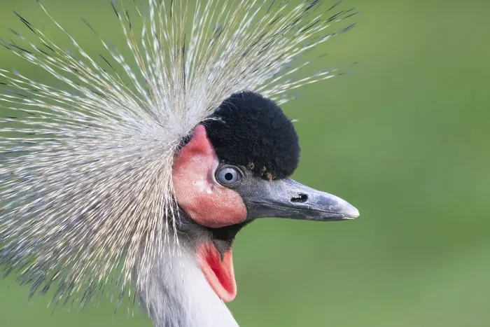 Framed Print : Black crowned crane (Balearica pavonina)