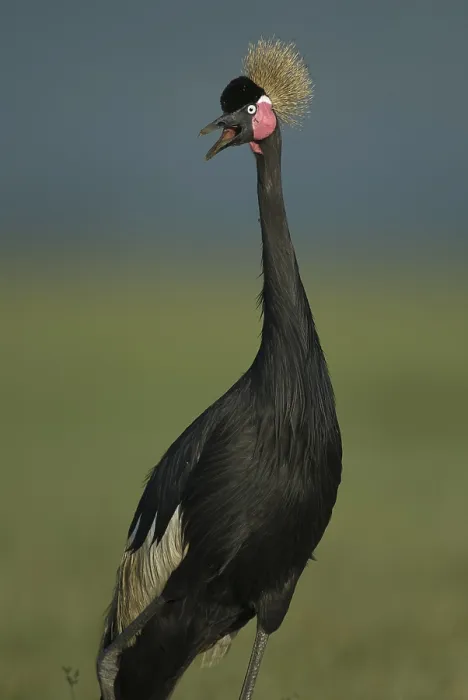 Framed Print : Black Crowned Crane (Balearica pavonina) calling