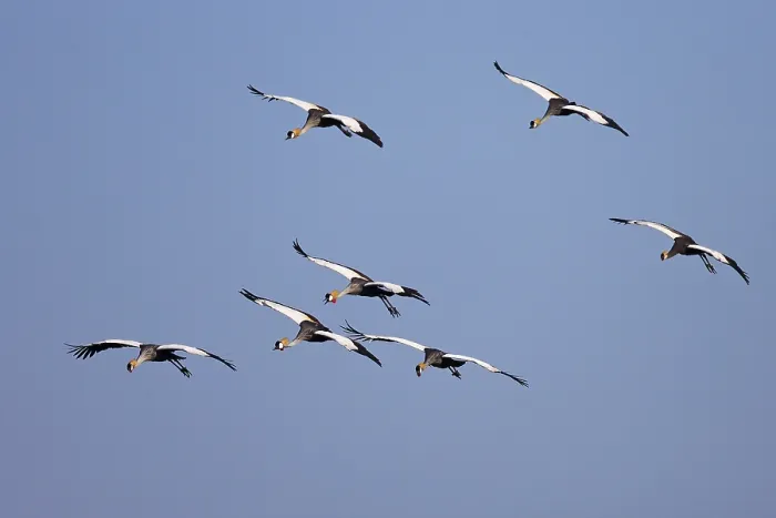 Framed Print : Black crowned cranes (Balearica pavonina) Framed Print : Black crowned cranes (Balearica pavonina)