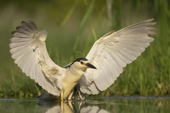 Framed Print : Black-crowned Night Heron (Nycticorax nycticorax)