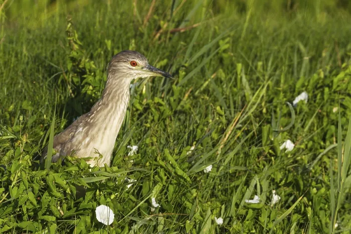 Framed Print : Black-crowned Night Heron (Nycticorax nycticorax)