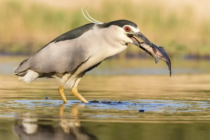 Framed Print : Black-crowned night heron (Nycticorax nycticorax) with fish in the beak Framed Print : Black-crowned night heron (Nycticorax nycticorax) with fish in the beak