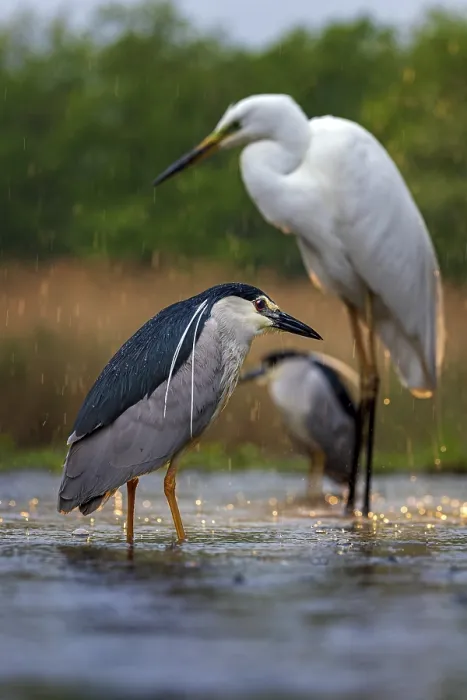 Framed Print : Black crowned night heron (Nycticorax nycticorax) great egret (Ardea alba) Hunting fish in shallow water
