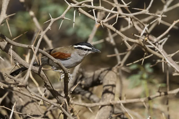 Framed Print : Black-crowned Tchagra (Tchagra senegalus percivali) perched on a branch Framed Print : Black-crowned Tchagra (Tchagra senegalus percivali) perched on a branch