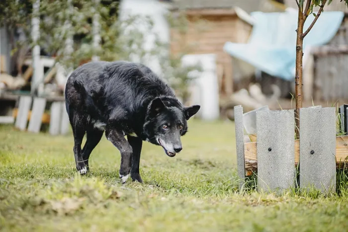 Framed Print : A black dog cautiously exploring near garden plants and wooden structures