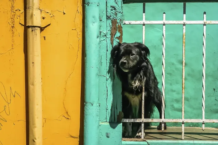 Framed Print : Black dog looking through the gap on the balcony of a yellow and green building in Chile Framed Print : Black dog looking through the gap on the balcony of a yellow and green building in Chile