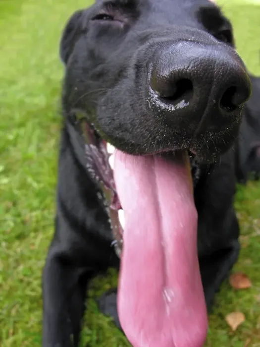 Framed Print : Black dog panting thrusting out the long tongue Framed Print : Black dog panting thrusting out the long tongue