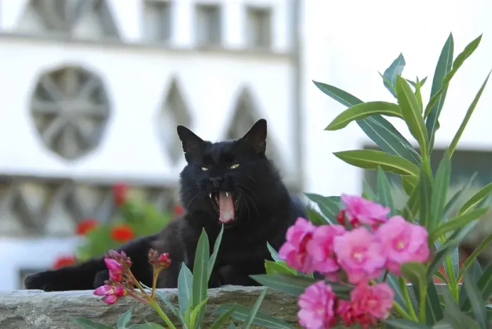 Framed Print : Black domestic cat sitting on a wall behind blossoms of oleander and yawning Framed Print : Black domestic cat sitting on a wall behind blossoms of oleander and yawning
