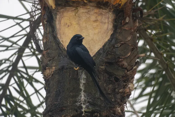 Framed Print : A black Drongo (Dicrurus macrocercus) bird is perched on the trunk of a palm tree
