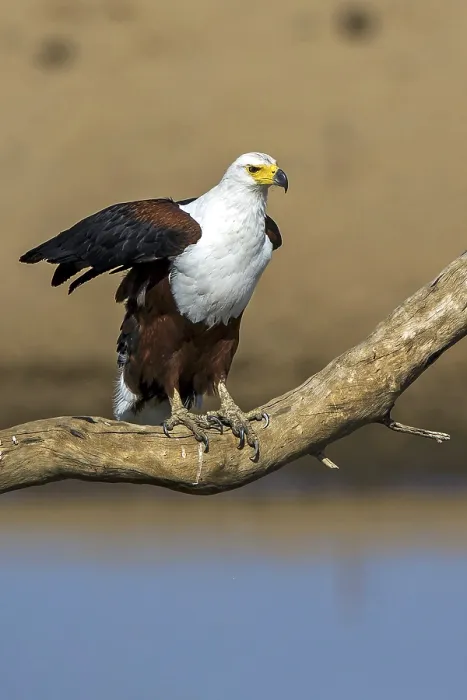 Framed Print : Black eagle (Haliaeetus vocifer), Zambia