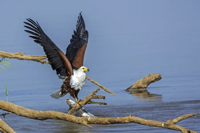 Framed Print : Black eagle hunting, prey, fish