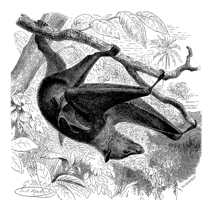 Framed Print : Black-eared flying fox (Pteropus) (Pteropodidae)