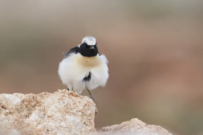 Framed Print : Black-eared Wheatear (Oenanthe hispanica) male