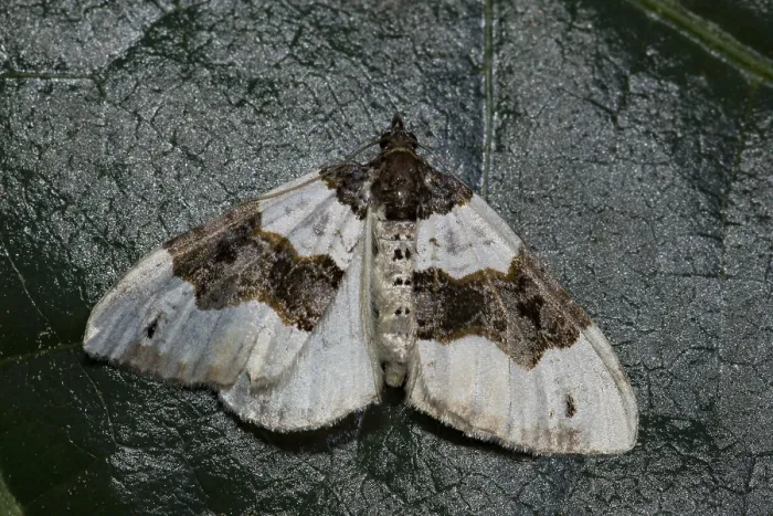 Framed Print : Black-eyed banded moth (Cosmorhoe ocellata)
