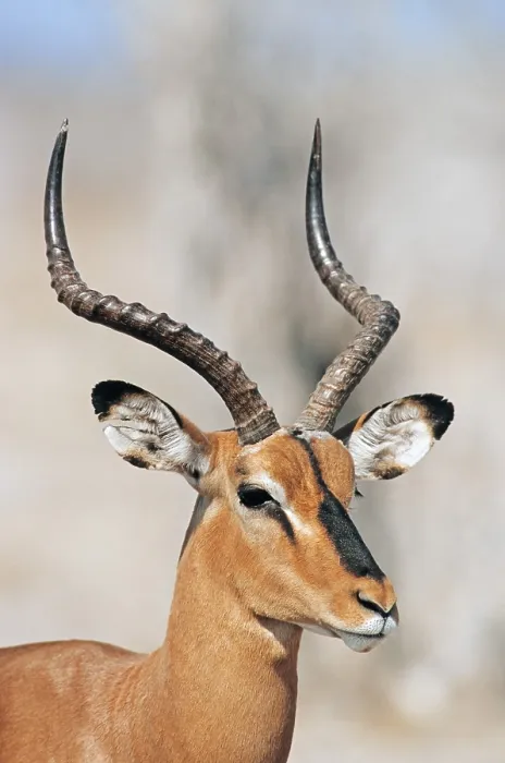 Framed Print : Black-faced Impala (Aepyceros melampus petersi) Framed Print : Black-faced Impala (Aepyceros melampus petersi)