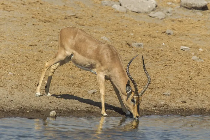 Framed Print : Black-faced Impala (Aepyceros melampus petersi)