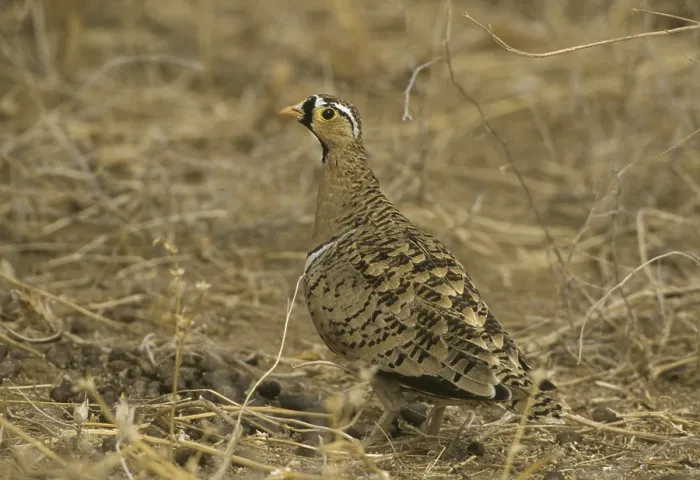 Framed Print : Black-faced Sandgrouse (Pterocles decoratus) Framed Print : Black-faced Sandgrouse (Pterocles decoratus)