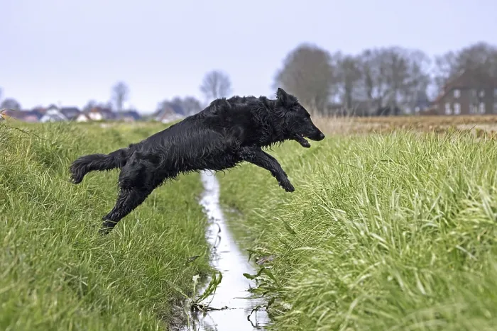 Framed Print : Black flat-coated retriever, gundog Framed Print : Black flat-coated retriever, gundog