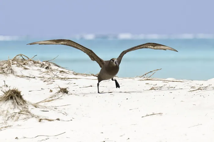 Framed Print : Black-footed Albatross (Phoebastria nigripes)