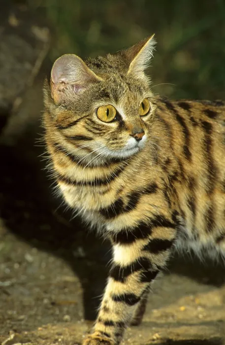 Framed Print : Black-footed cat, black-footed cats (Felis nigripes)