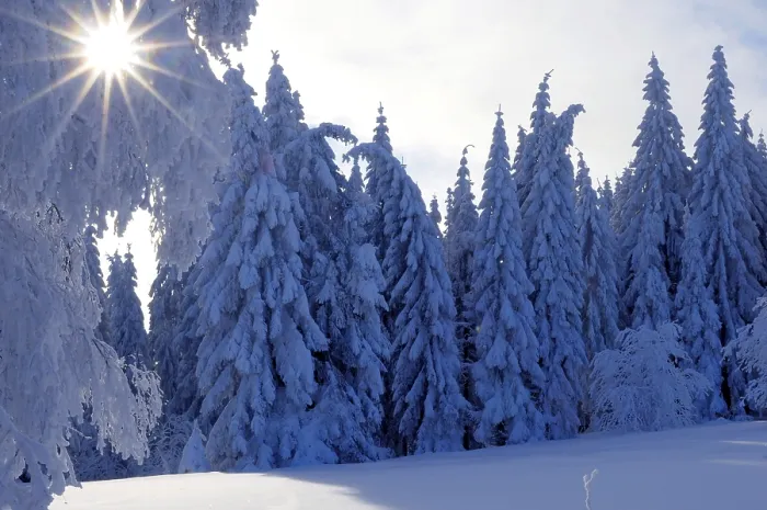 Framed Print : Black Forest in winter, spruce forest Framed Print : Black Forest in winter, spruce forest