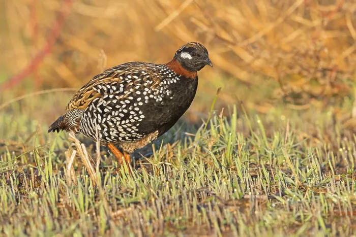 Framed Print : Black francolin (Francolinus francolinus)