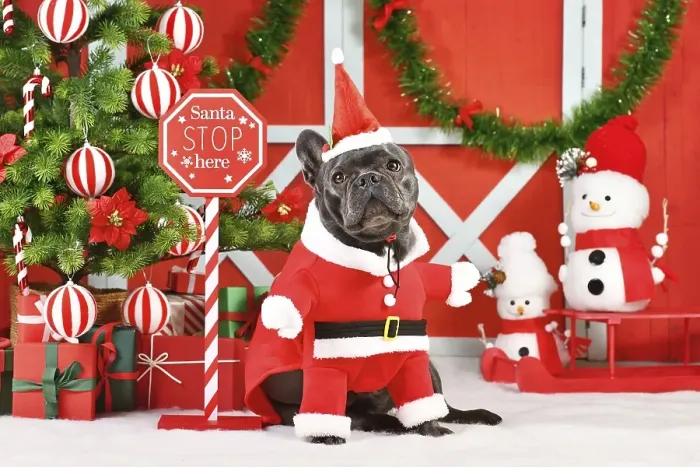 Framed Print : Black French Bulldog wearing Santa Claus dog costume next to seasonal decorations with Christmas tree