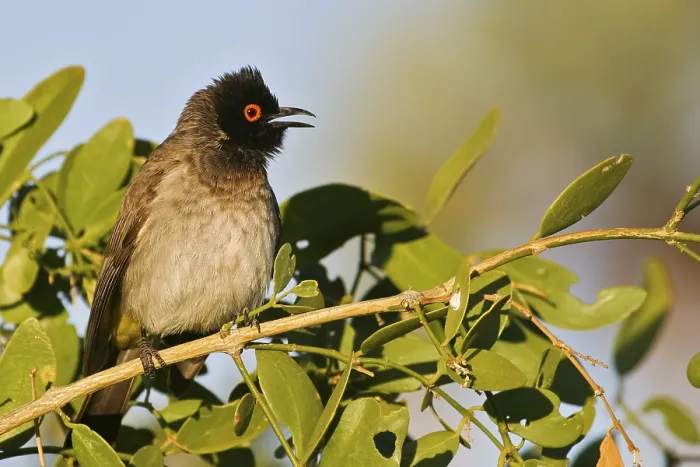Framed Print : Black-fronted Bulbul (Pycnonotus nigricans)