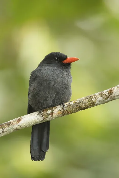 Framed Print : Black-fronted Nunbird (Monasa nigrifrons) perched on a branch in Ecuador
