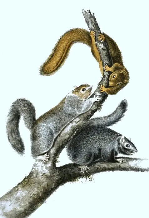 Framed Print : Black giant squirrel (Ratufa bicolor)