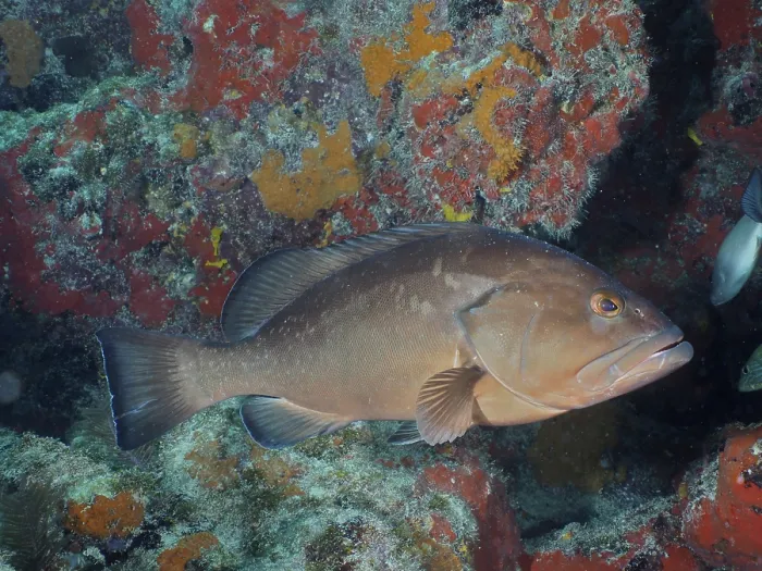 Framed Print : Black grouper (Mycteroperca bonaci) Framed Print : Black grouper (Mycteroperca bonaci)