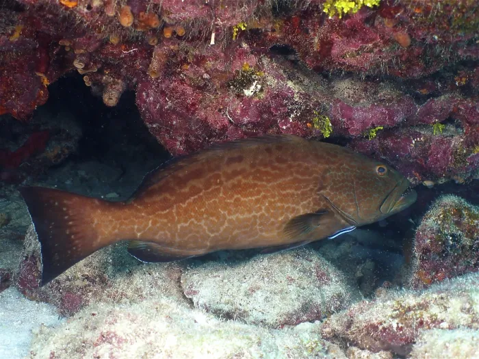 Framed Print : Black Grouper (Mycteroperca bonaci) Framed Print : Black Grouper (Mycteroperca bonaci)