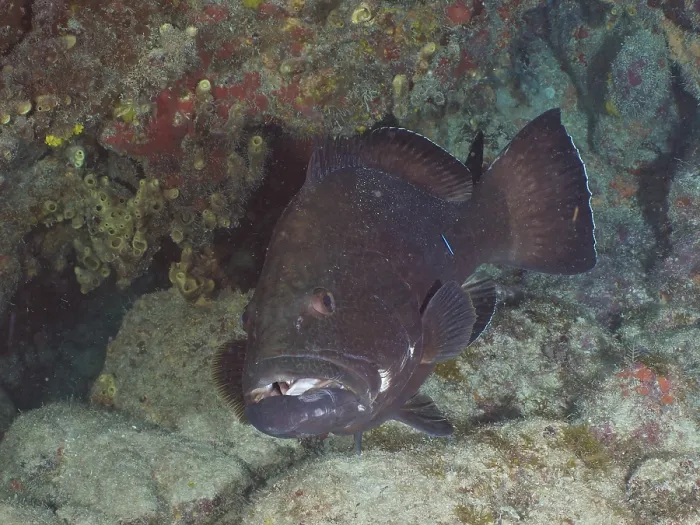 Framed Print : Black grouper (Mycteroperca bonaci) at cleaning station