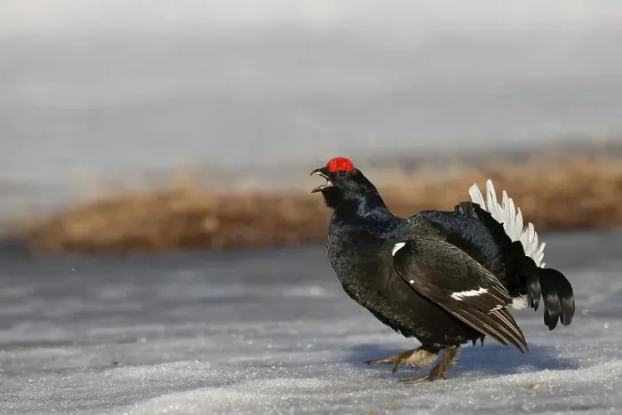 Framed Print : Black Grouse, Black Grouse, Courtship