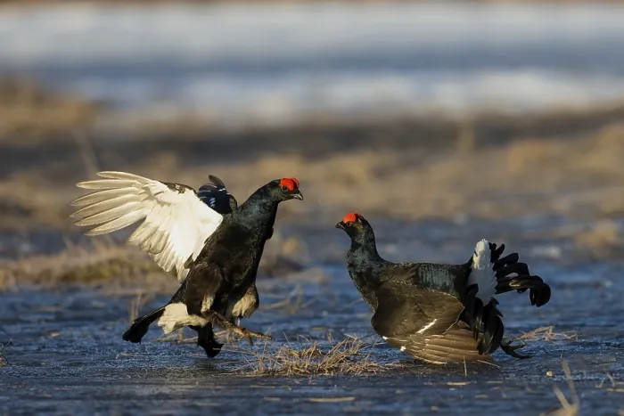 Framed Print : Black Grouse, Black Grouse, Hamra
