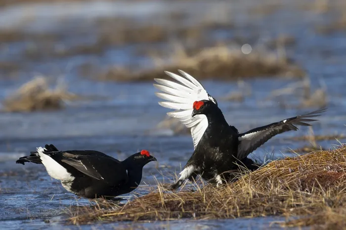 Framed Print : Black Grouse, Black Grouse, Hamra Framed Print : Black Grouse, Black Grouse, Hamra