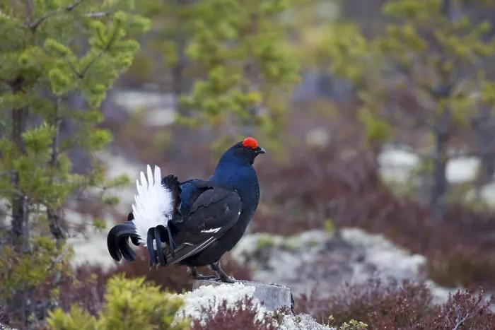 Framed Print : Black grouse, courtship behavior Framed Print : Black grouse, courtship behavior