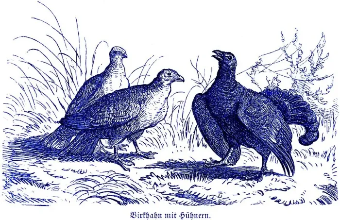Framed Print : Black grouse with hens, Hubertus hunting and hunting scenes