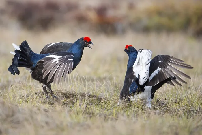 Framed Print : Black grouse (Lyrurus tetrix), black grouse courtship in Sweden Framed Print : Black grouse (Lyrurus tetrix), black grouse courtship in Sweden