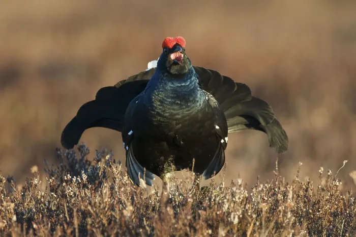 Framed Print : Black Grouse (Lyrurus tetrix), cock performing courtship display in a Swedish bog
