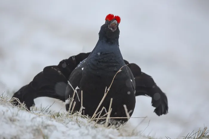 Framed Print : Black grouse (Lyrurus tetrix) courting cock crowing in the snow