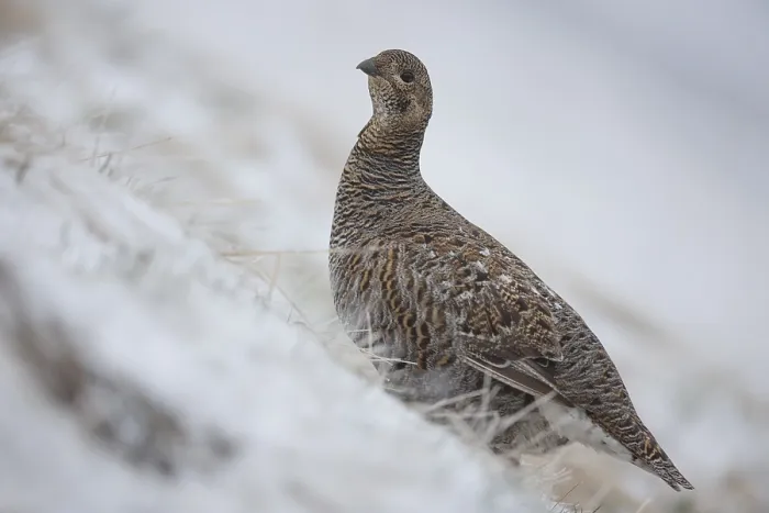 Framed Print : Black grouse (Lyrurus tetrix), female in the snow