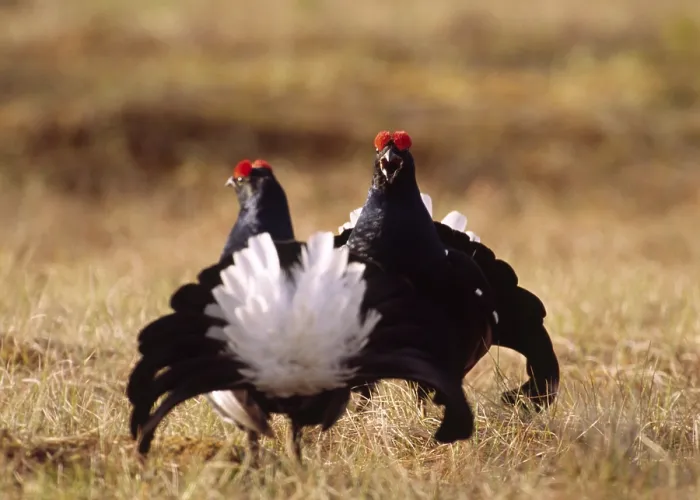 Framed Print : Black grouse (Tetrao tetrix)