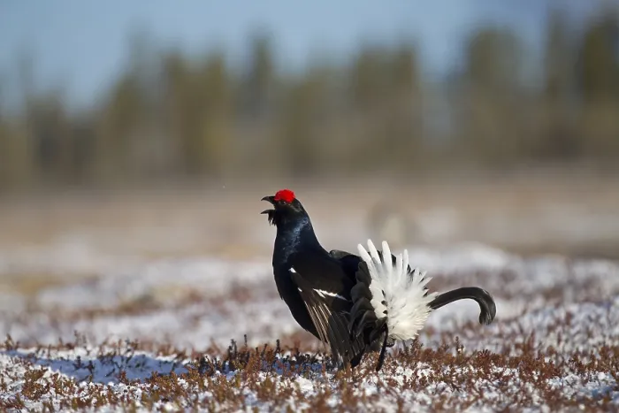 Framed Print : Black grouse (Tetrao tetrix), courting cock on mating arena in bog Framed Print : Black grouse (Tetrao tetrix), courting cock on mating arena in bog