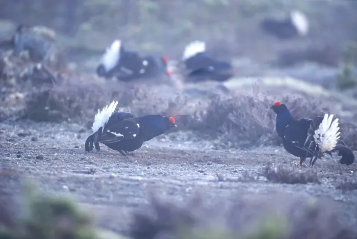 Framed Print : Black grouse (Tetrao tetrix) courting in the morning mist
